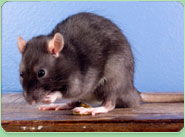 rat control Shevington