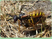 wasp control Shevington