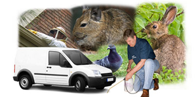 Shevington local van